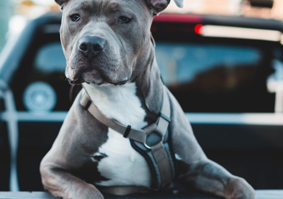 Pitbull Advocates of America